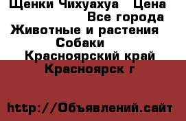 Щенки Чихуахуа › Цена ­ 12000-15000 - Все города Животные и растения » Собаки   . Красноярский край,Красноярск г.